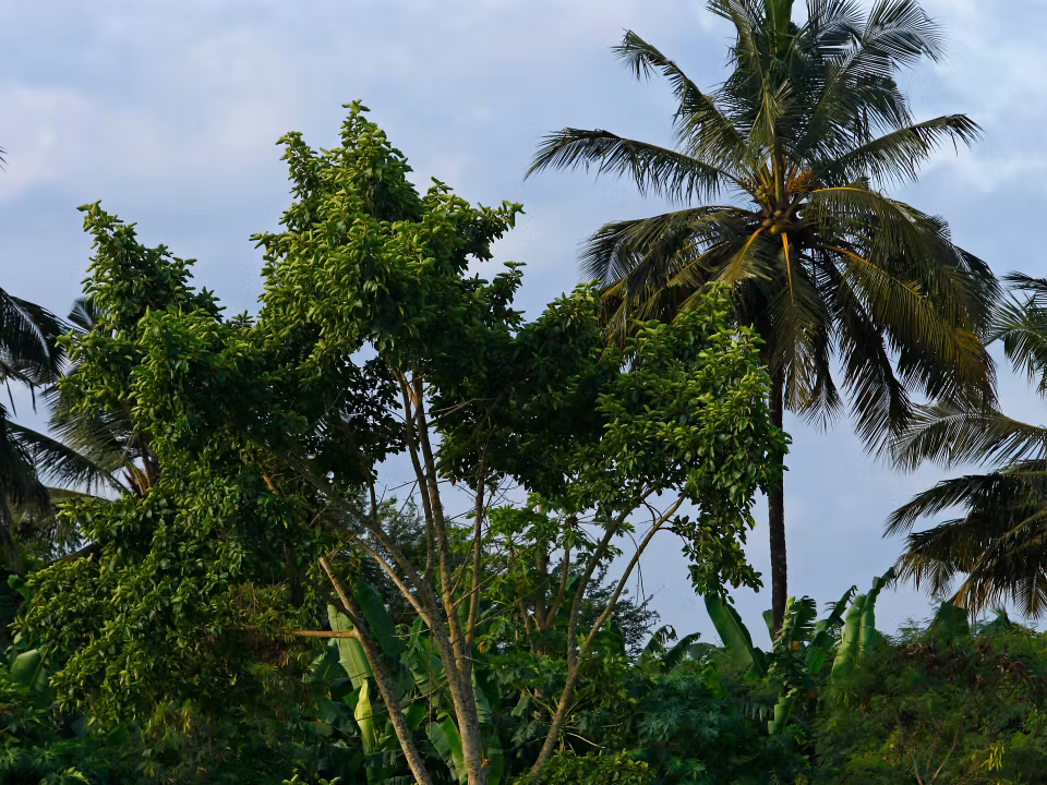 Flights to Garoua